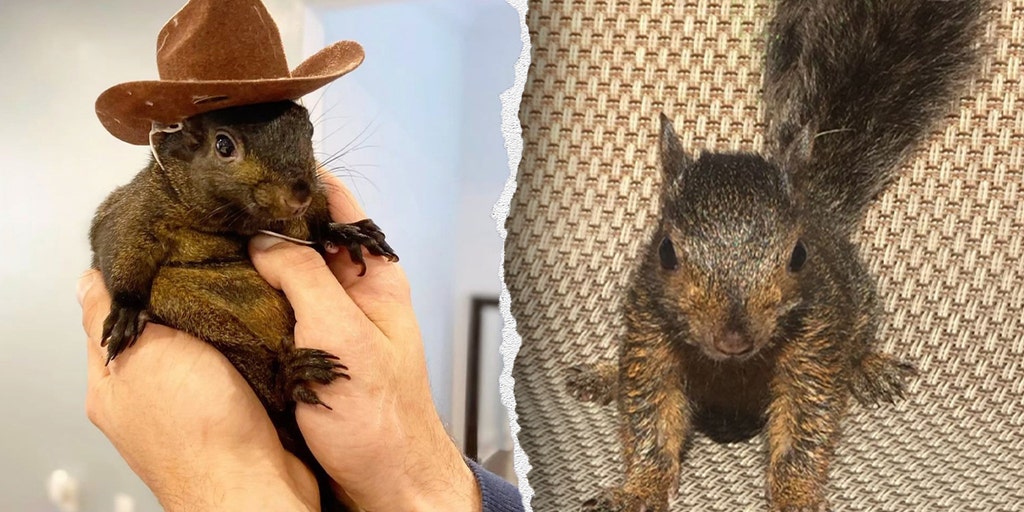 NY Republicans push 'Peanut's Law' after beloved pet squirrel was seized, killed by state agents