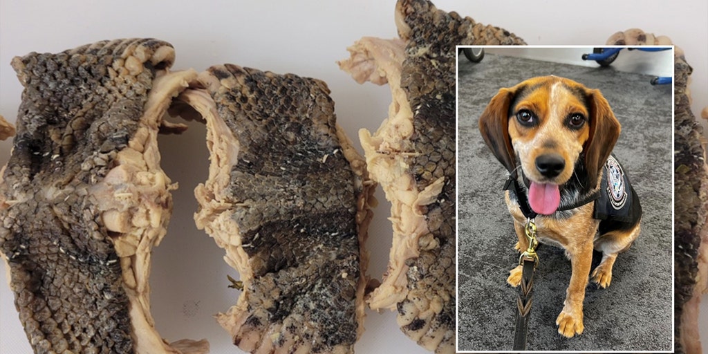 CBP beagle sniffs out bag carrying over 2 pounds of snake meat at Virginia airport