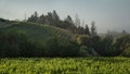 A hillside cabernet sauvignon vineyard off Geysers Road grows under warm weather conditions high above the Alexander Valley on June 3, 2021, near Healdsburg, California. It's unclear how grape farming will be affected due to a lack of rain during the driest North Coast weather in recorded history. Farmers along the Russian River in Sonoma County have been asked to curtail their water usage. - Fox News