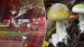 Six ambulances were required to transport 11 people to the hospital after they consumed a toxic mushroom. - Fox News