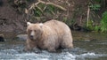 In this photo provided by the National Park Service is Grazer, the winner of the 2023 Fat Bear Contest, at Katmai National Park, Alaska on Sept. 14, 2023. - Fox News