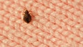 Bed bug on pink sweater - Fox News