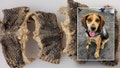 U.S. Customs and Border Protection agricultural specialist beagle Freddie sniffed out a bag at Dulles International Airport in Virginia, that contained over two pounds of snake meat. - Fox News