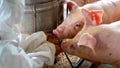 Pig infected with bird flu for first time in US, health officials confirm - Fox News