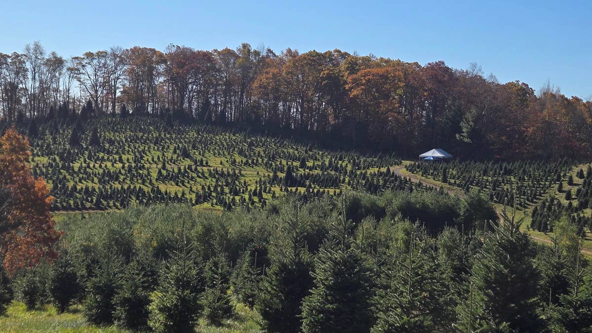 Cartner’s Christmas Tree Farm in North Carolina