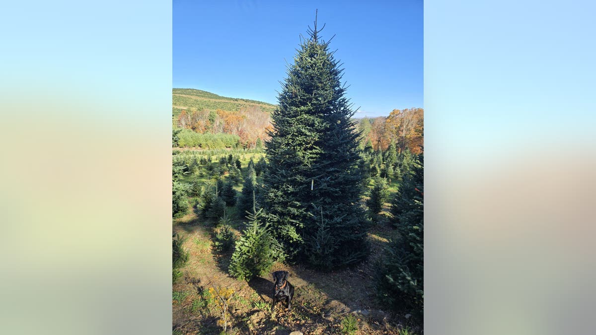 Cartner’s Christmas Tree Farm successful  North Carolina