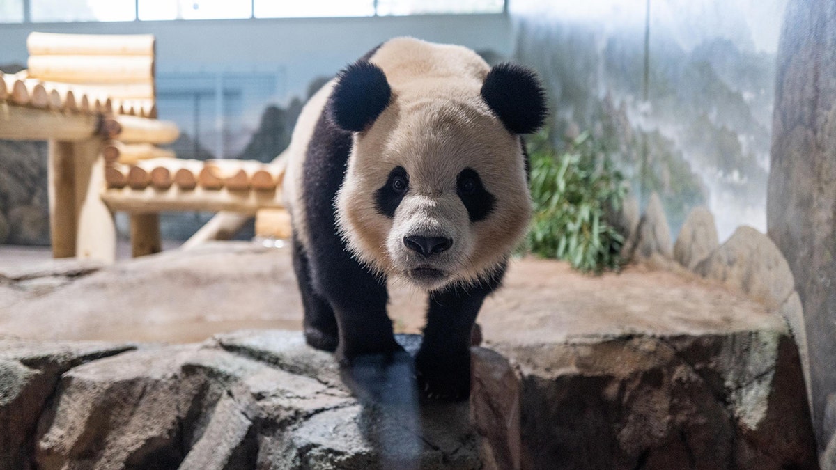 panda gigante