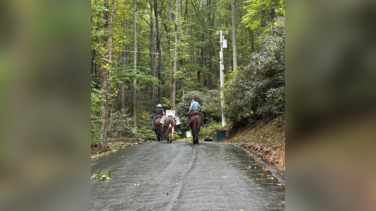 Mules helping bring supplies to residents in North Carolina in wake of Hurricane Helene  at george magazine