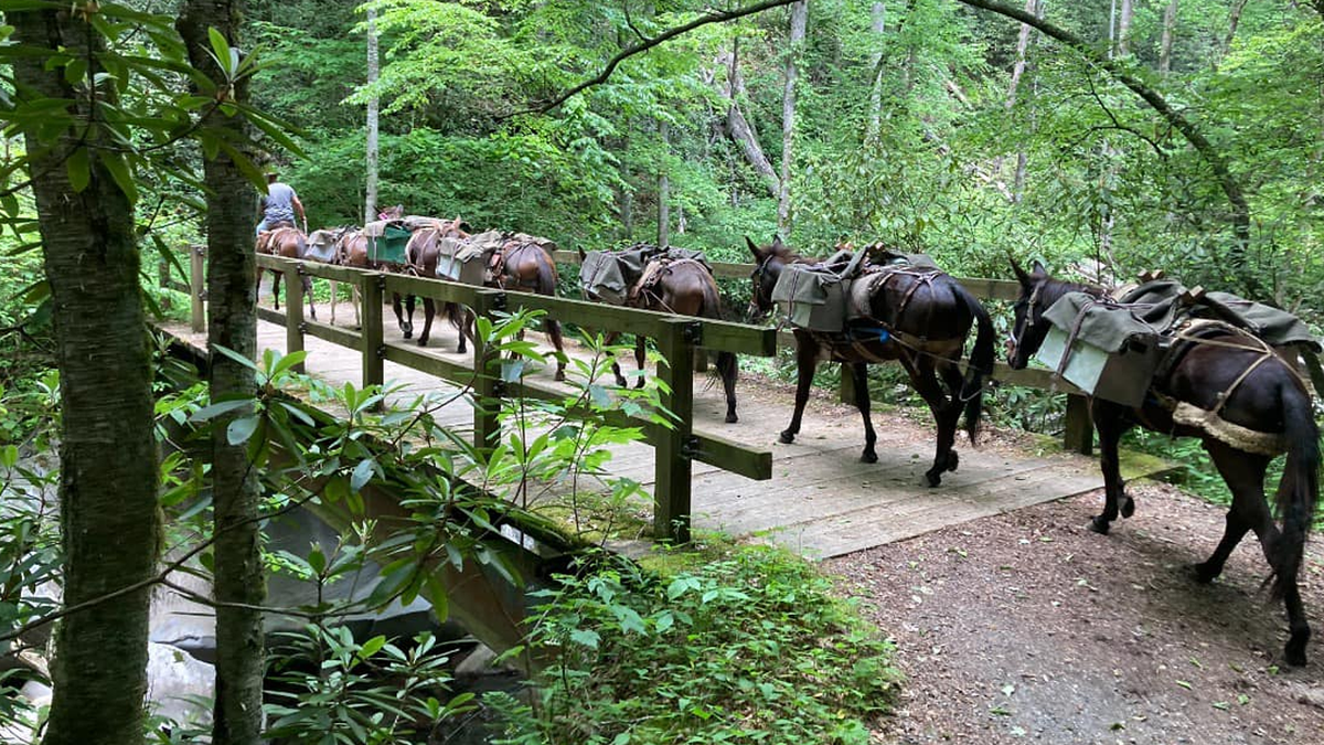 Ranchers carry mules with supplies 