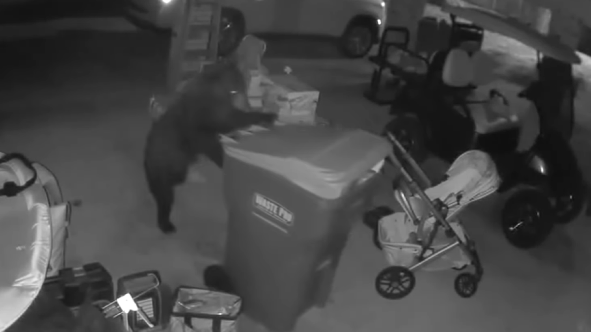 Surveillance video of the carnivore  holding trash can