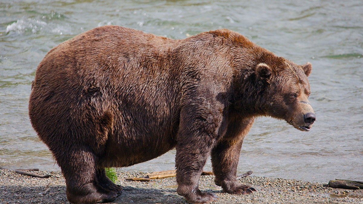 Semana del Oso Gordo de Alaska