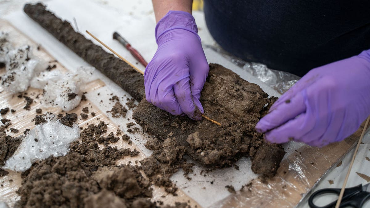 Archaeologist moving   connected  a woody  instrumentality   discovered during excavation