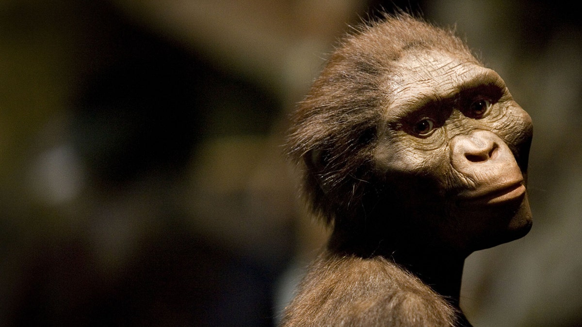 Rzeźbiarska wizja hominida Australopithecus afarensis