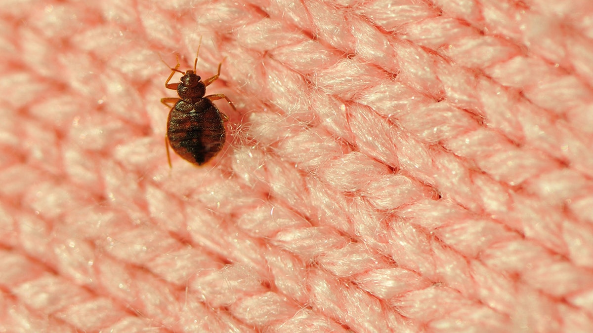 bedbug on sweater