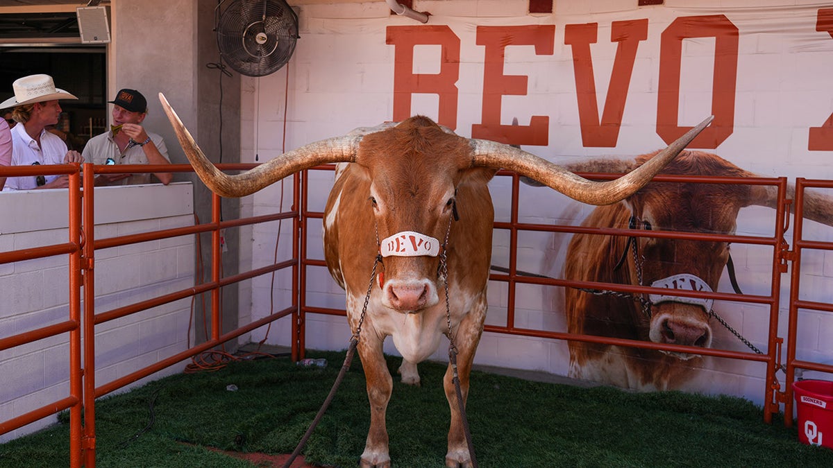 Texas Longhorns' live mascot, Bevo, barred from SEC championship | Fox News