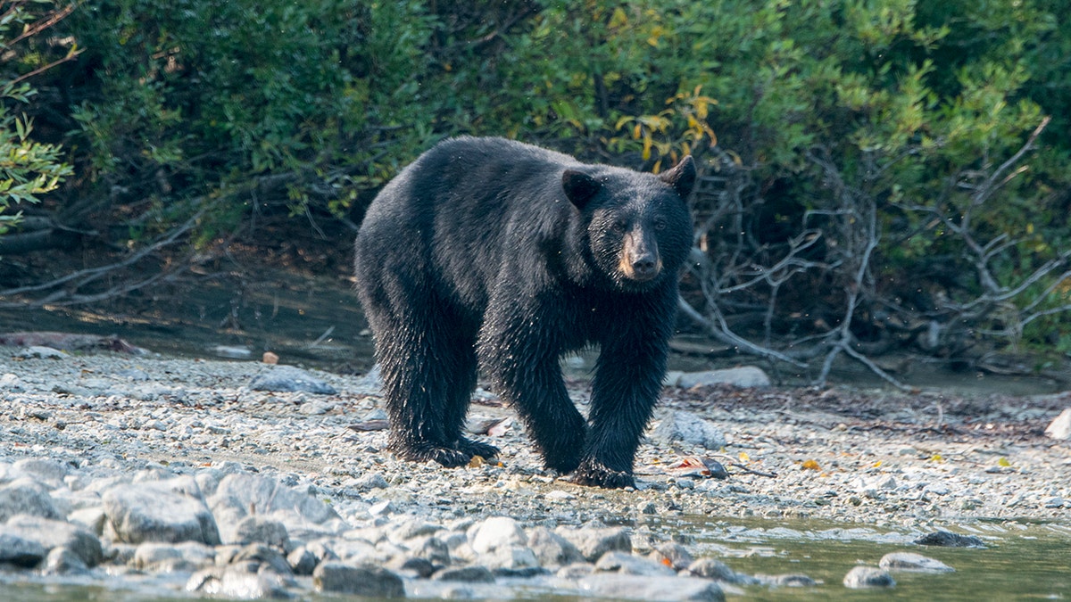 Oso negro en busca de comida en Alaska