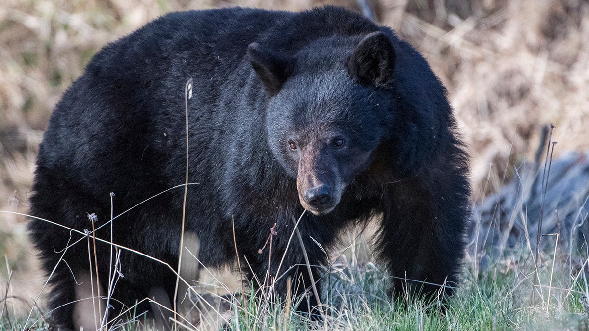 Oso negro en Yellowstone