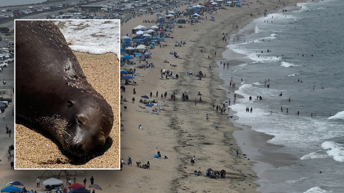 Split image of sea lion, beach