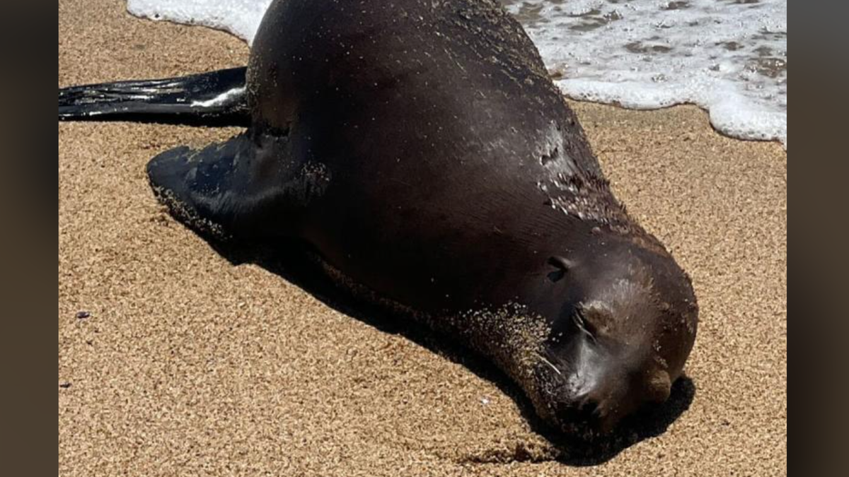 Injured oversea  lion