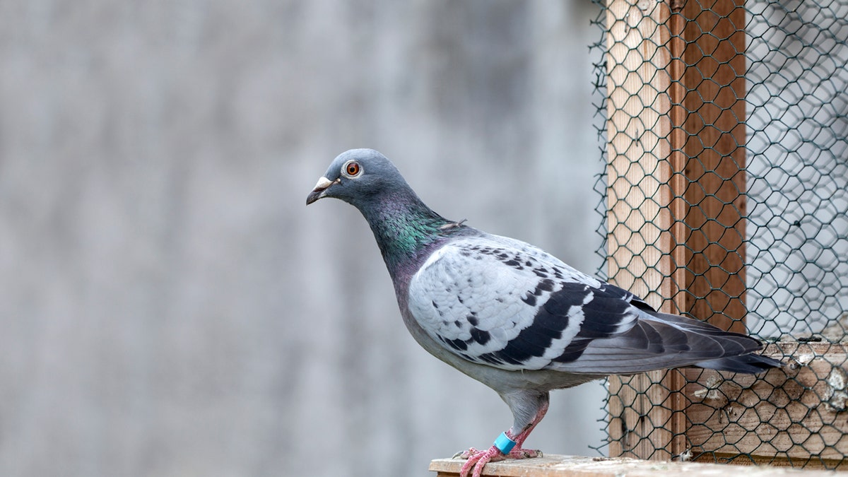 Pigeon 