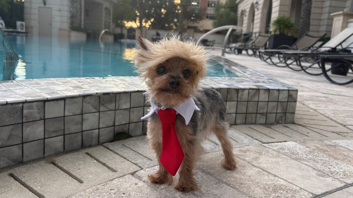 Chino, canine arsenic Donald Trump for Halloween