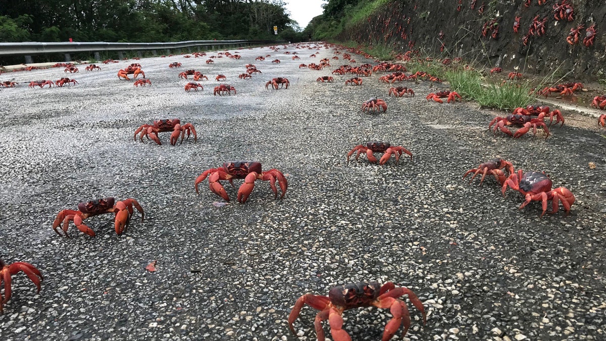 Crabs connected  the thoroughfare  connected  Christmas Island