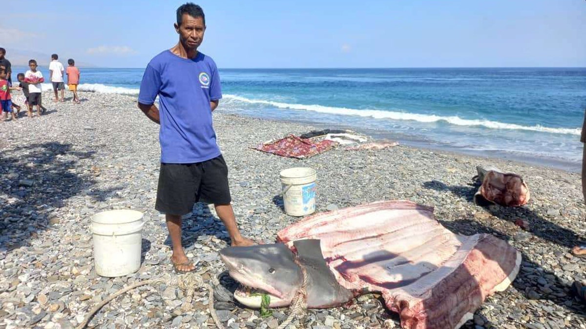 nelayan berdiri di atas tubuh hiu di pantai