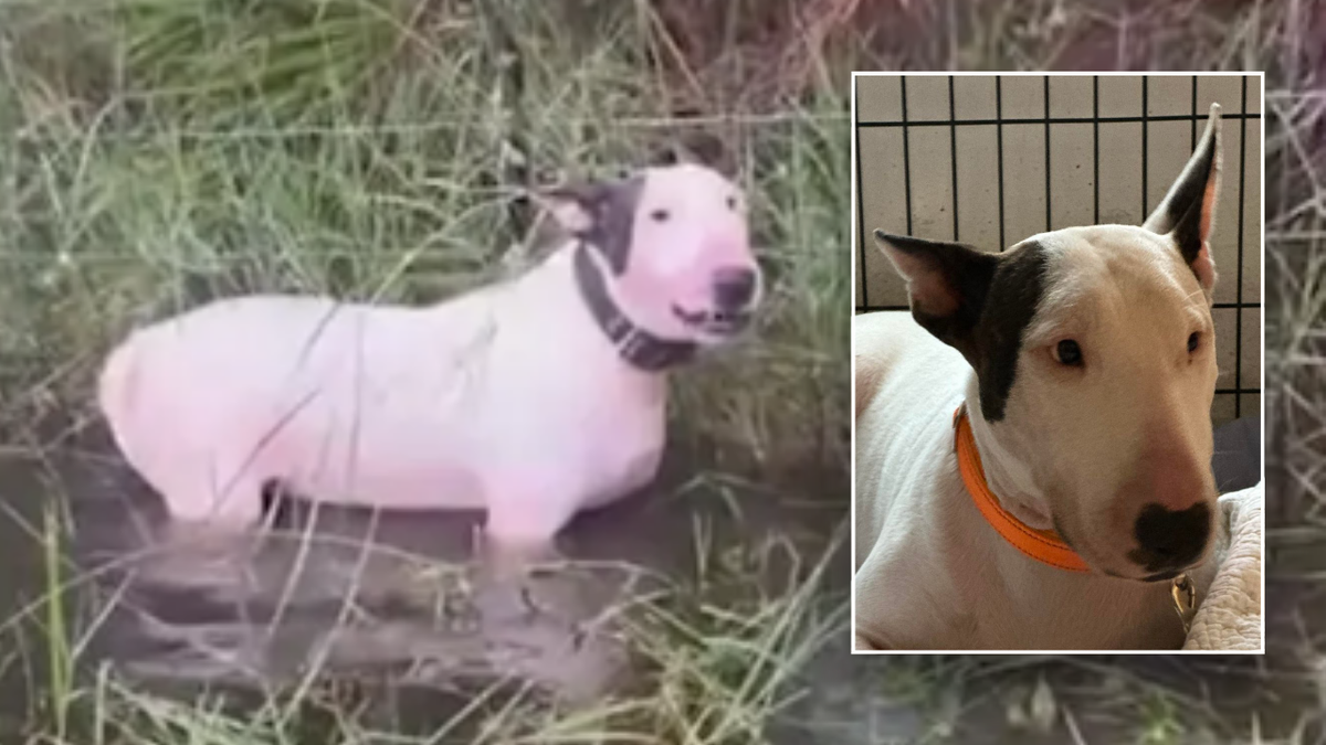 Before and after photos of Trooper bull terrier