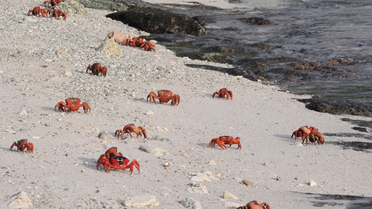 Cangrejos en la playa en el Parque Nacional Isla de Navidad