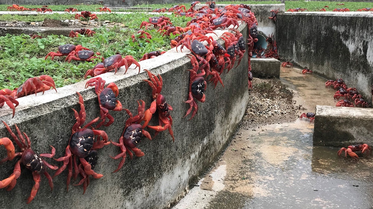 Cangrejos en la Isla de Navidad 