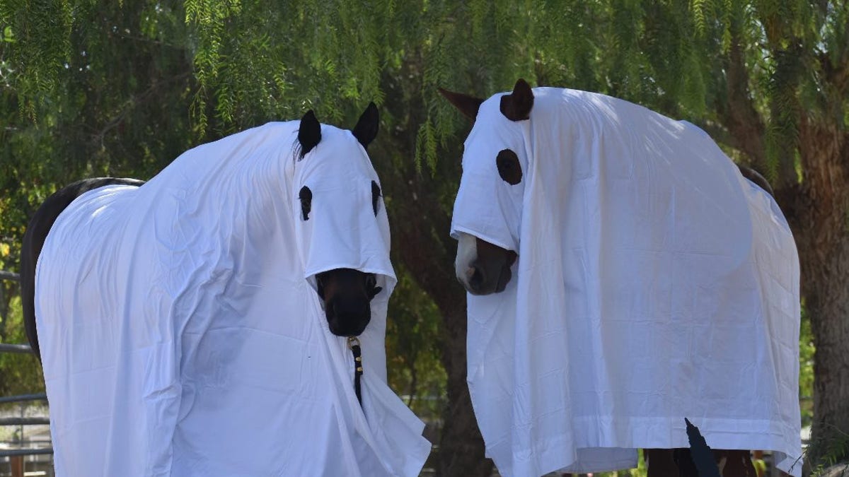 California horses in Halloween costumes