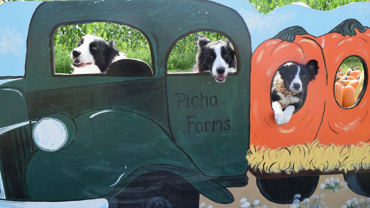 Doc, Rumble, Freya dogs in costumes