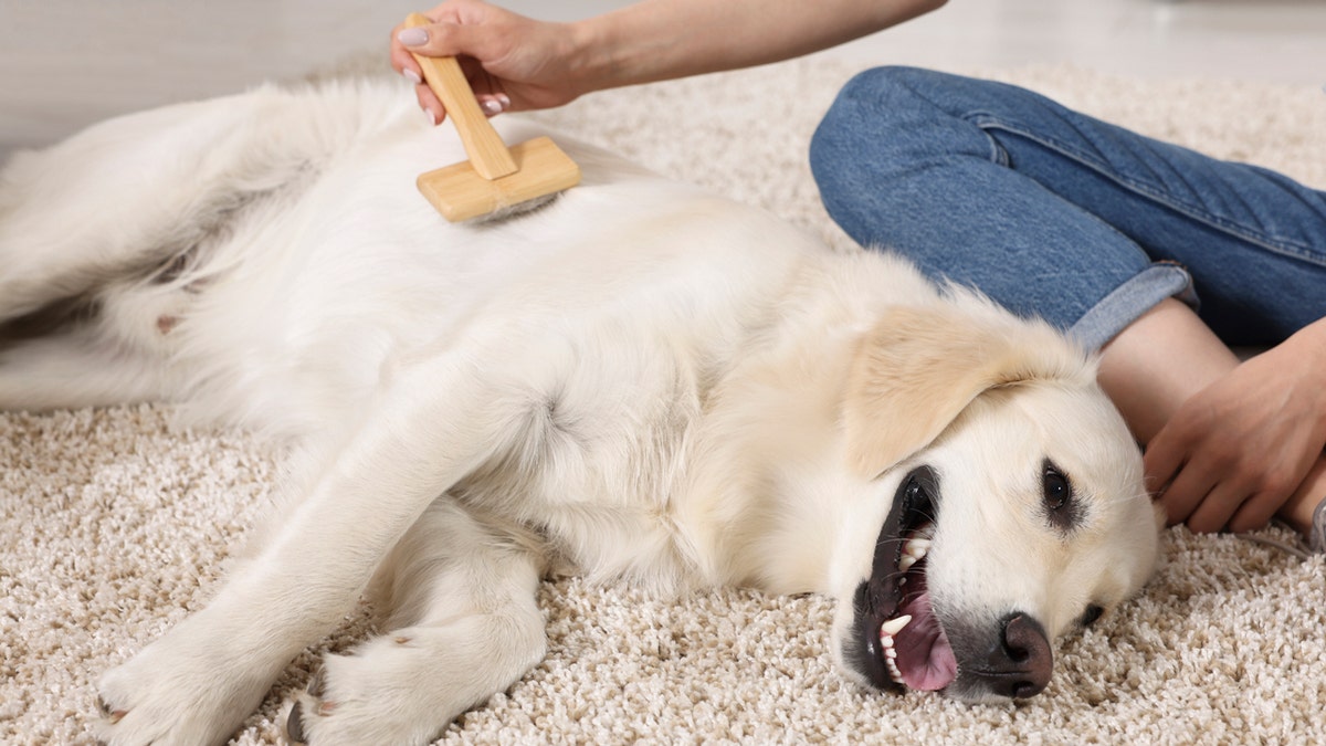 Perro siendo cepillado