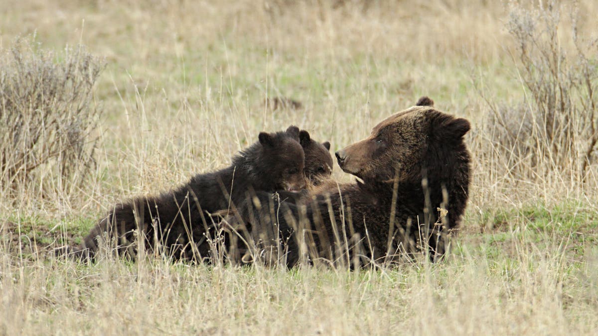 Grizzly cerda cachorros lactantes