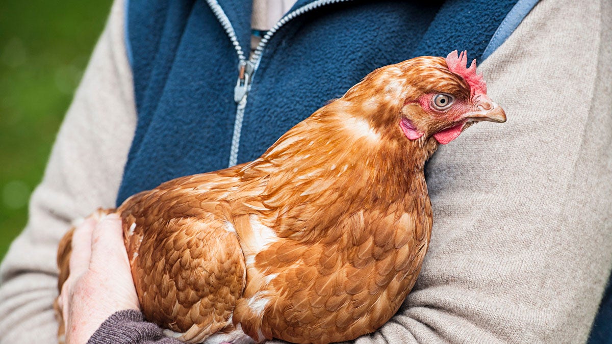 Farmer holding bird