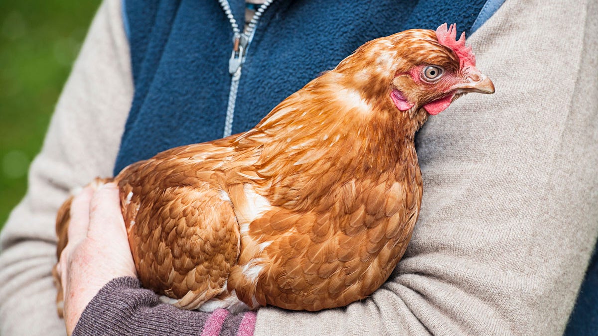 Farmer holding bird