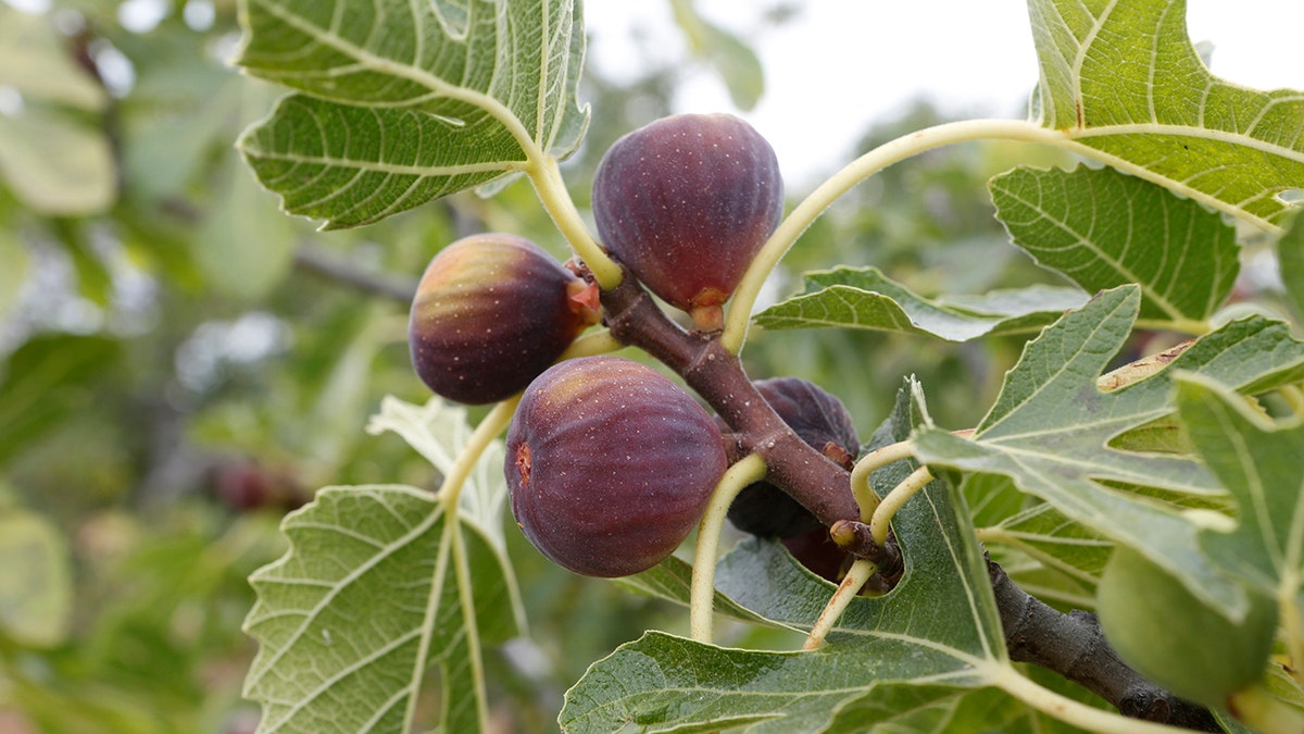 Figs are a healthy, versatile fall fruit: 'Sweet pulp with tiny seeds'  at george magazine