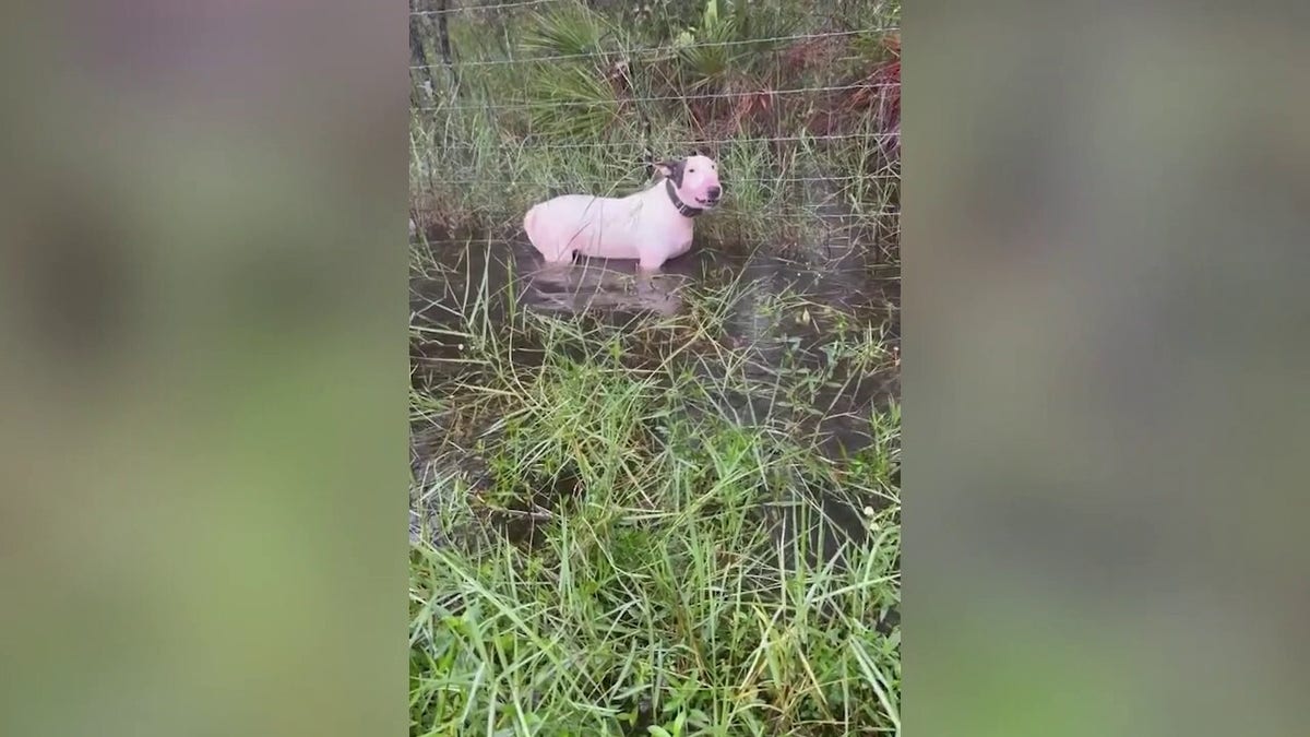 A dog tied up in Hurricane Milton