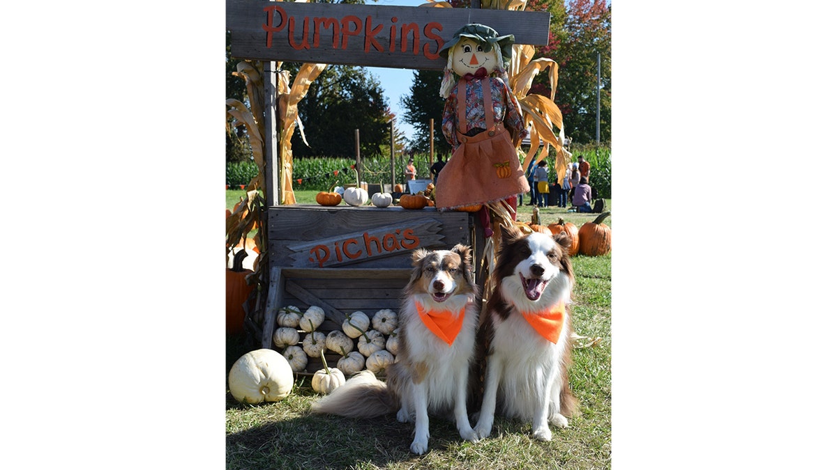 Anjing berdandan untuk Halloween