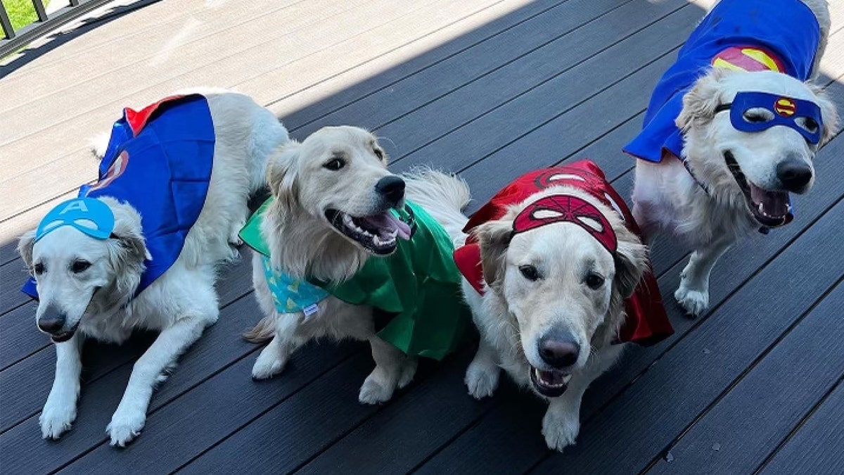 Golden Retriever bersaudara dengan kostum Halloween