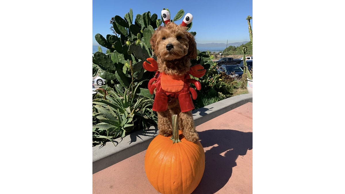 Goldendoodle dengan kostum Halloween