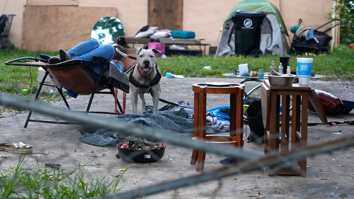 Un perro ladra mientras un indigente duerme en el patio trasero de una casa abandonada