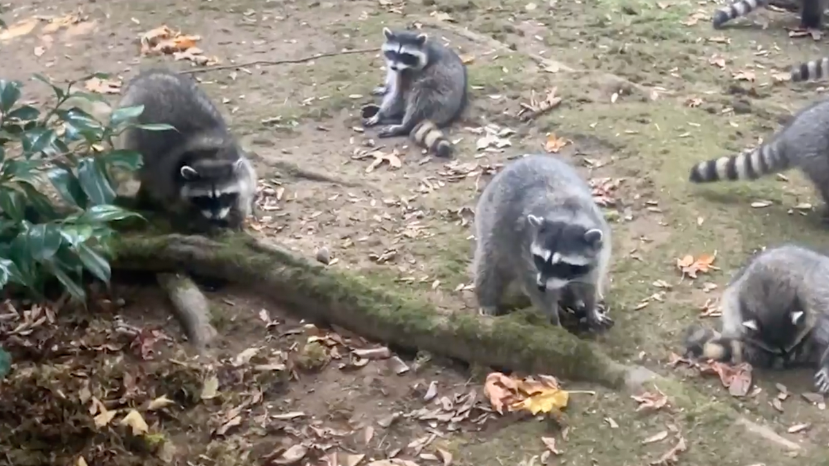 Mapaches en el patio de una mujer del estado de Washington