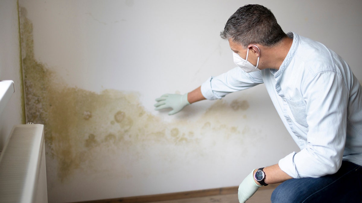 Man with mask and gloves in front of wall with mold