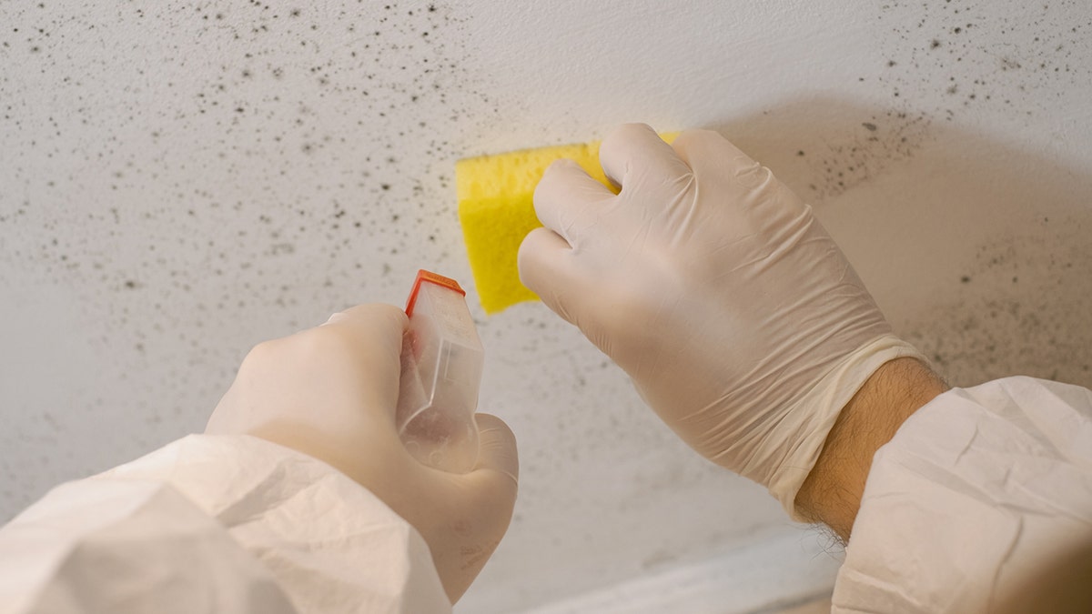 A cleaning work  idiosyncratic    removes mold from a partition  utilizing a sprayer 