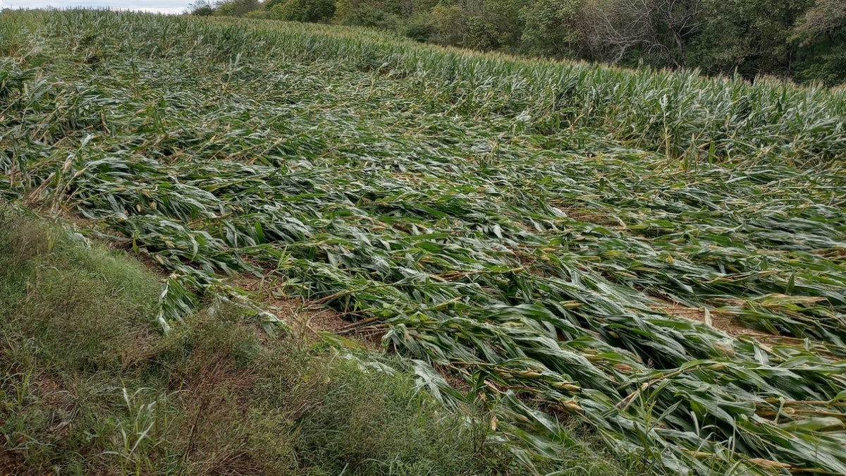 Fileiras de milho destruídas no Tennessee