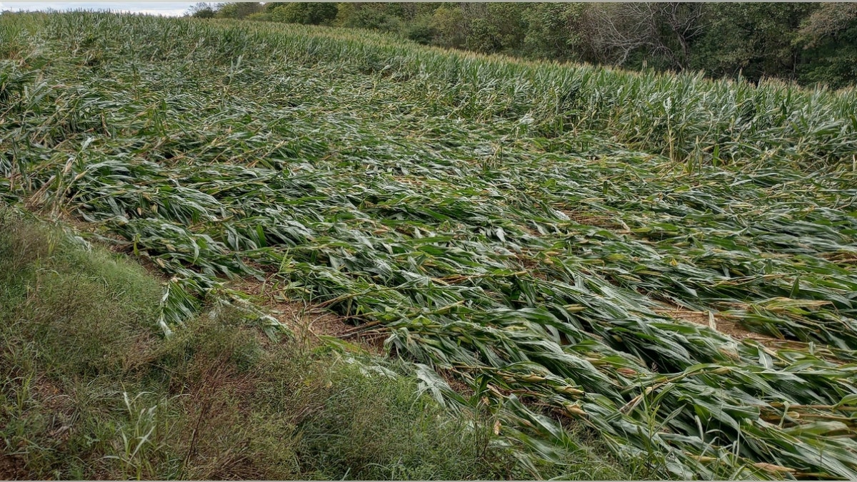 Destroyed rows of corn in Tennessee