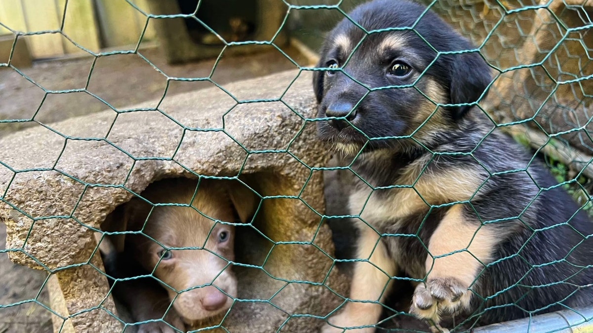 puppies rescued from hurricane helene