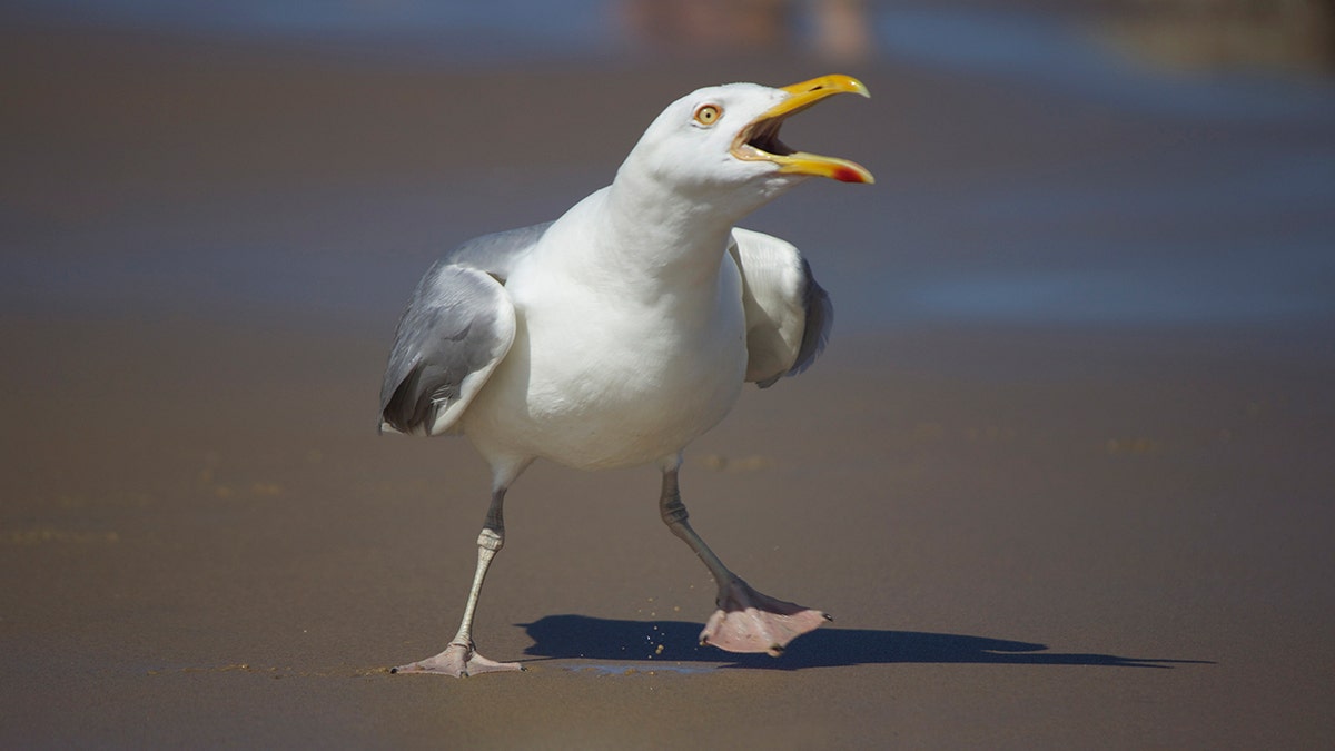 Wildlife lover facing charges after allegedly assaulting passersby while attempting to capture a baby seagull