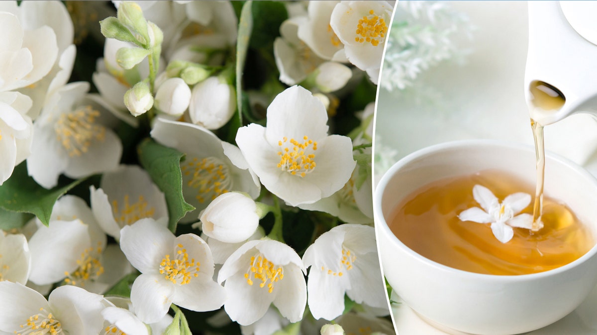 Jasmine angiosperm  and tea